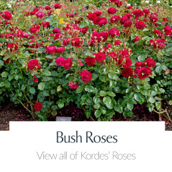 View All Kordes Roses - Bush Roses